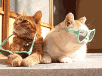 Funny Lazy Cat 2MuchFun.in