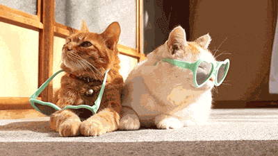 Funny Lazy Cat 2MuchFun.in